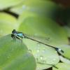 Ischnura elegans